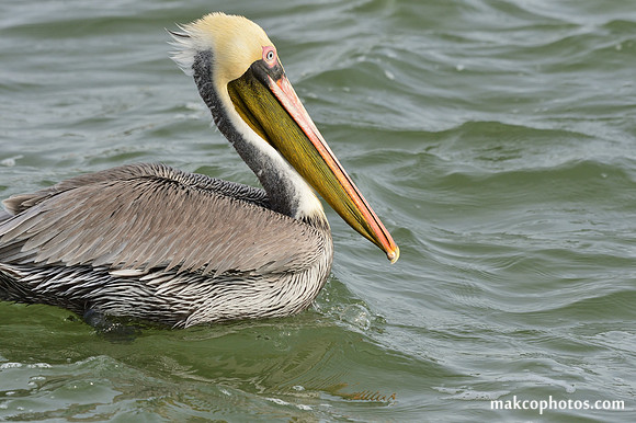Aransas-MAK_3177c