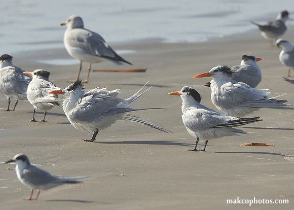 Aransas-MAK_4247c
