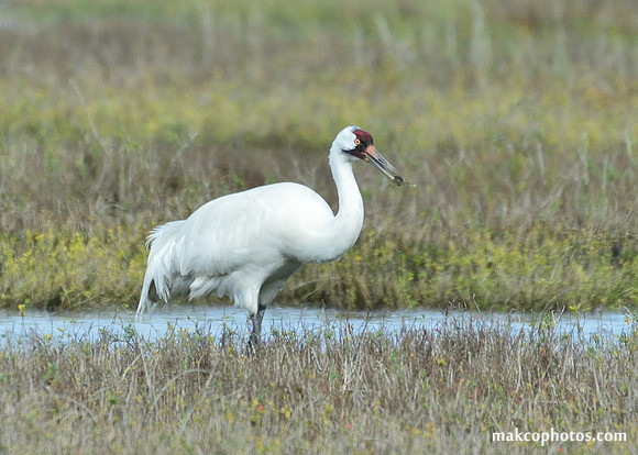 Aransas-MAK_3254c