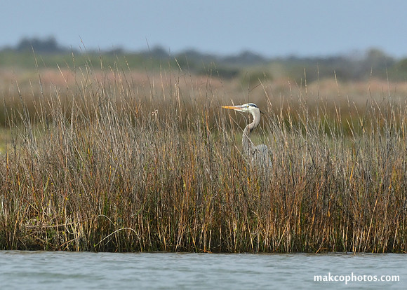 Aransas-MAK_3490c