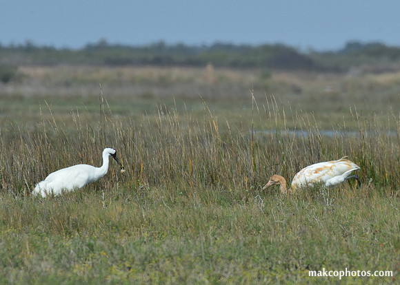 Aransas-MAK_3450c