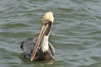 Aransas-MAK_3181