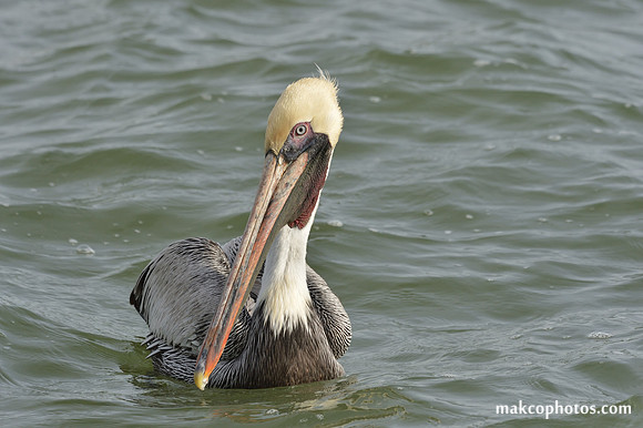 Aransas-MAK_3181