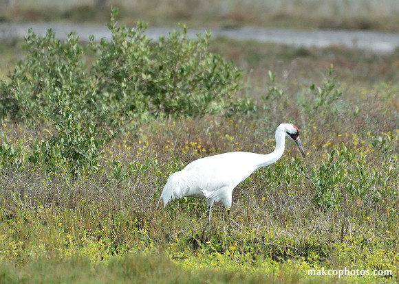 Aransas-MAK_4100c