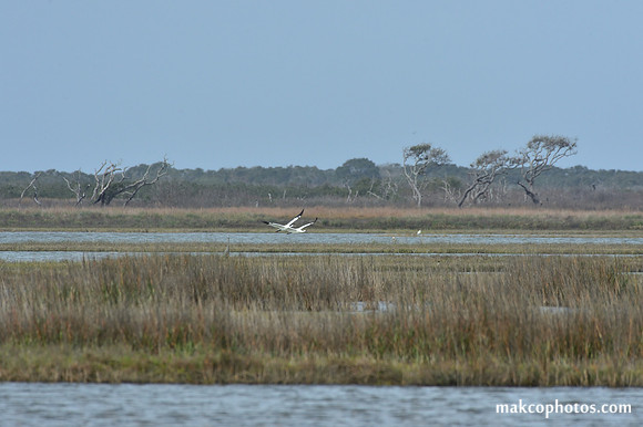 Aransas-MAK_3343