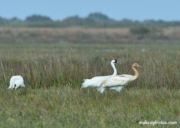 Aransas-MAK_3416c