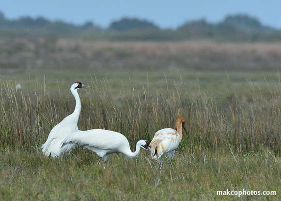 Aransas-MAK_3406c