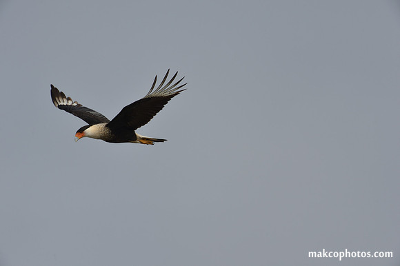 Aransas-MAK_3498