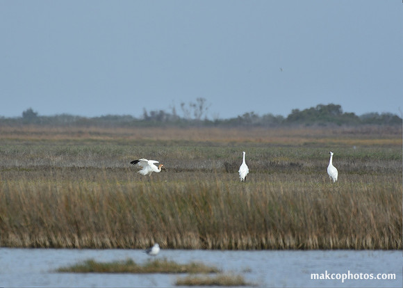 Aransas-MAK_3323c