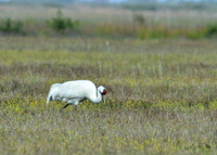 Aransas-MAK_3248c