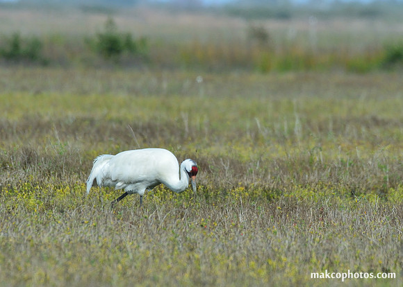 Aransas-MAK_3248c
