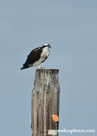 Aransas-MAK_4186c