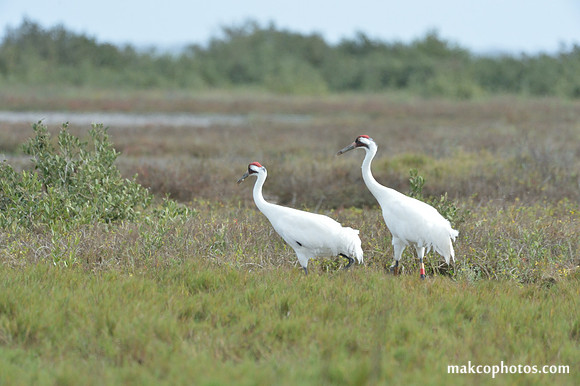 Aransas-MAK_4074