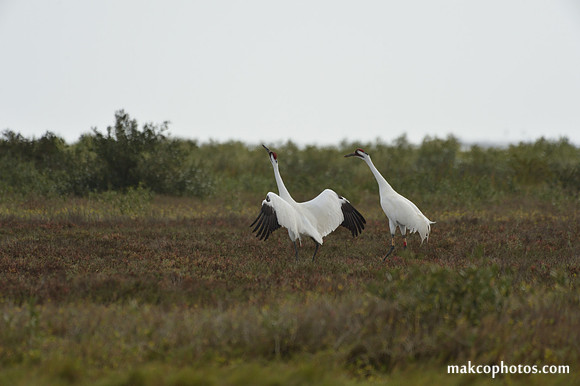 Aransas-MAK_3774