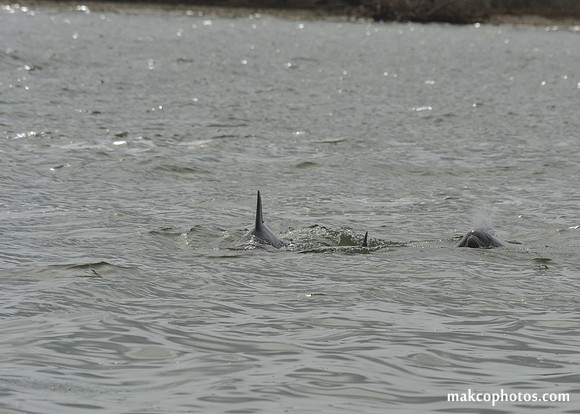 Aransas-MAK_3842
