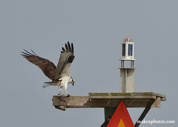 Aransas-MAK_4049c