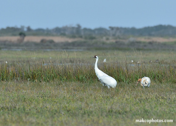 Aransas-MAK_3389c
