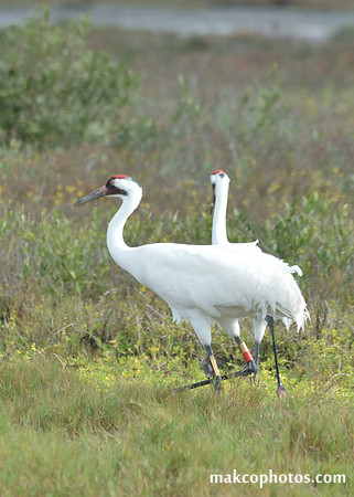 Aransas-MAK_4092c