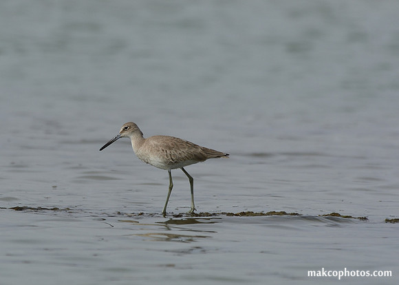 Aransas-MAK_3990