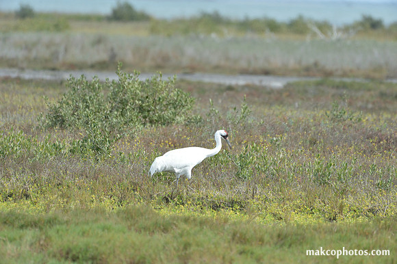 Aransas-MAK_4101
