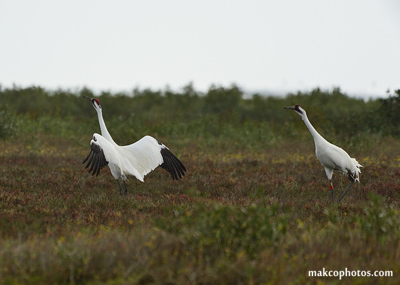 Aransas-MAK_3740c
