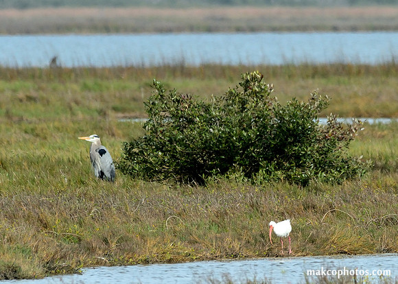 Aransas-MAK_3226c