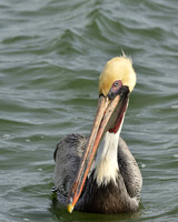 Aransas-MAK_3178c