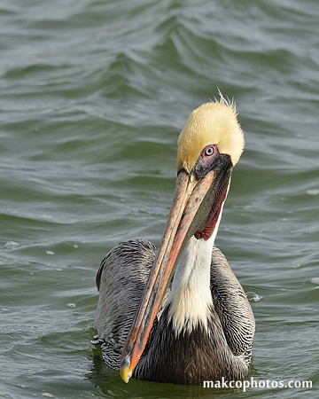 Aransas-MAK_3178c