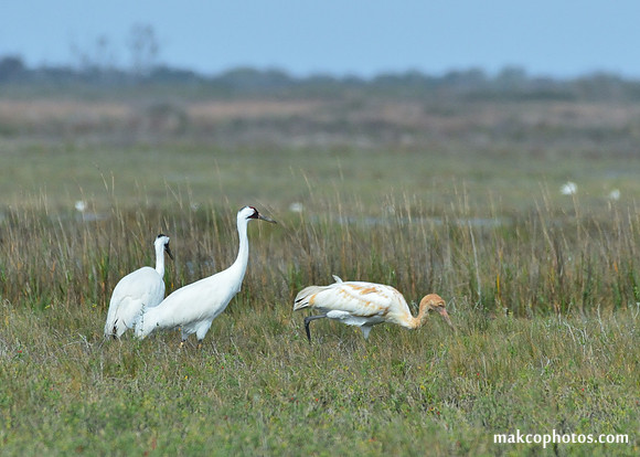 Aransas-MAK_3401c