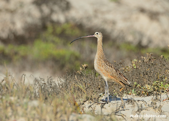 Aransas-MAK_4275