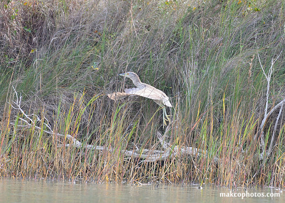 Aransas-MAK_3279