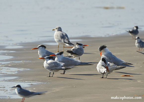 Aransas-MAK_4243