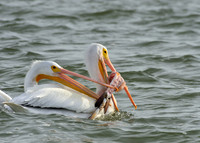 Aransas-MAK_3152c