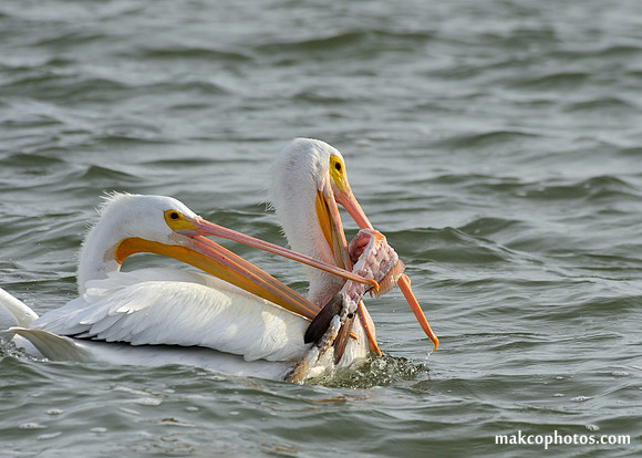 Aransas-MAK_3152c