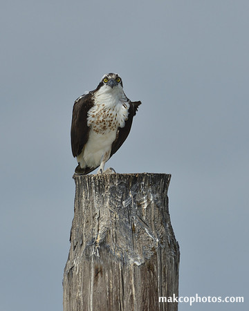 Aransas-MAK_4192c