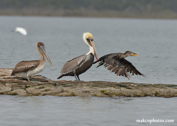 Aransas-MAK_3883