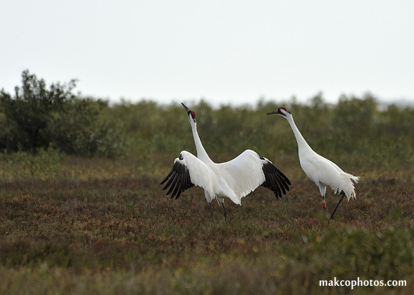 Aransas-MAK_3771c