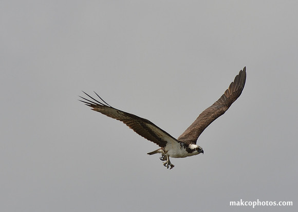 Aransas-MAK_4019c