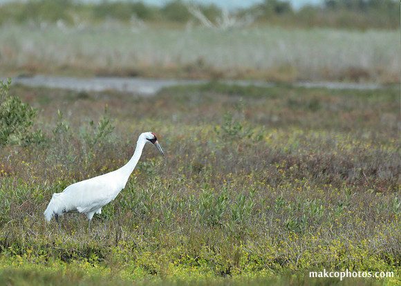 Aransas-MAK_4102c