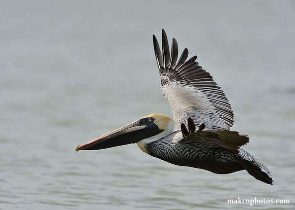 Aransas-MAK_3925c