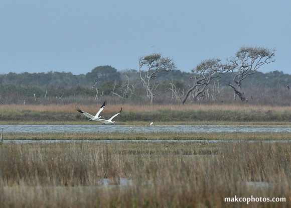Aransas-MAK_3344c