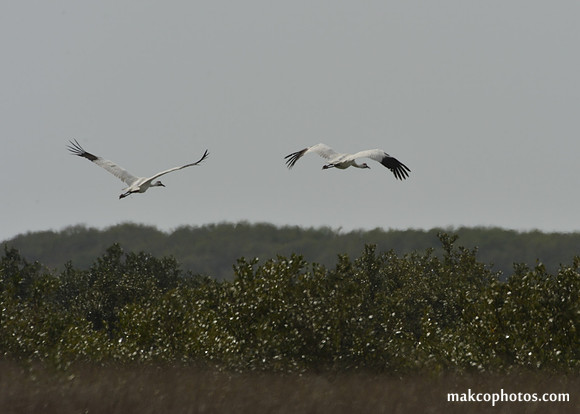 Aransas-MAK_3823c
