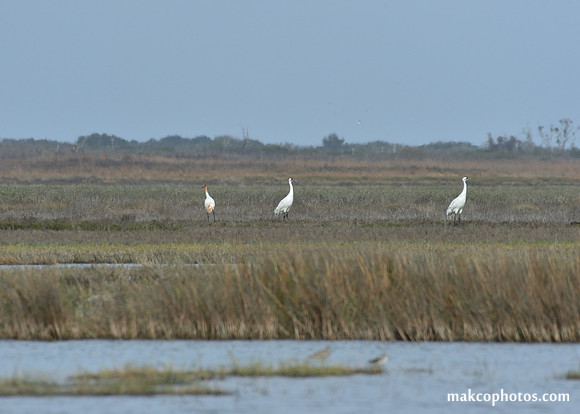 Aransas-MAK_3341c