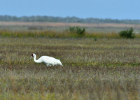 Aransas-MAK_3236c