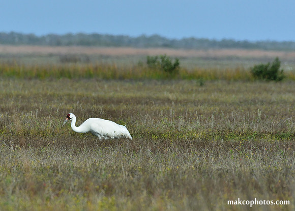 Aransas-MAK_3236c