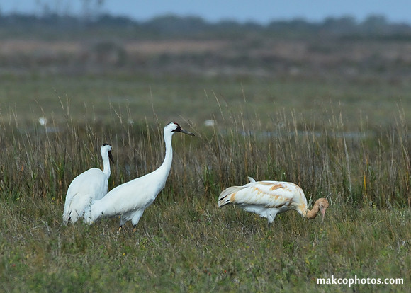 Aransas-MAK_3403c