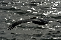 Aransas-MAK_3132