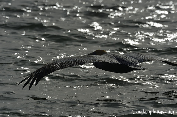 Aransas-MAK_3132