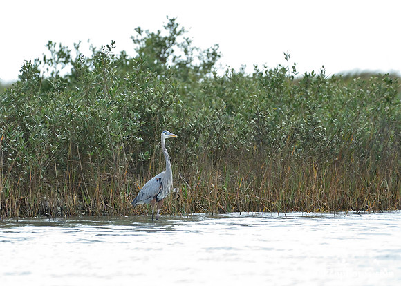 Aransas-MAK_3605c