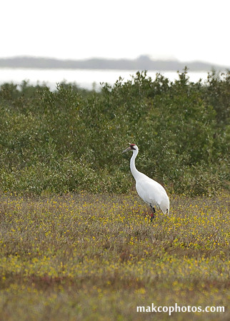 Aransas-MAK_3655c
